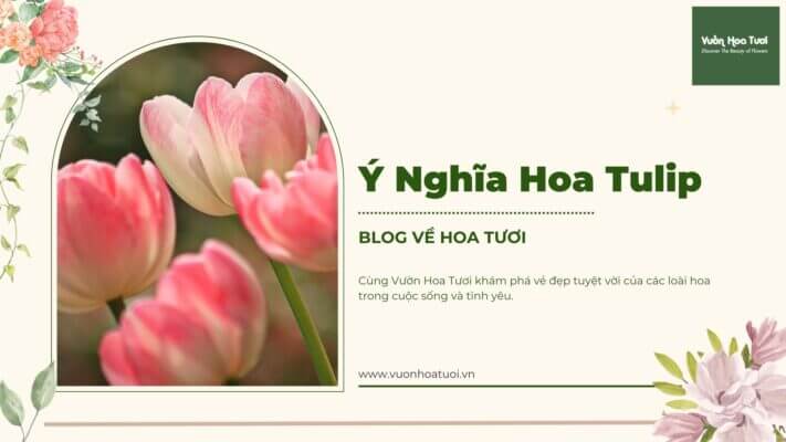 hoa tulip mang nhiều ý nghĩa trong cuộc sống