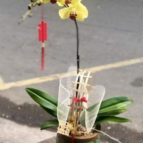 Chậu lan hồ điệp Vàng 1 cành