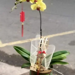 Chậu lan hồ điệp Vàng 1 cành