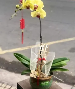 Chậu lan hồ điệp Vàng 1 cành