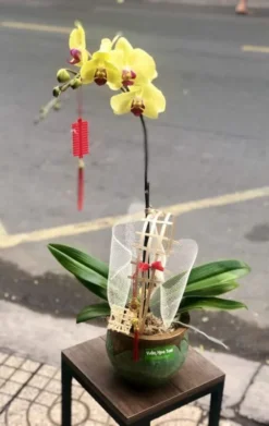 Chậu lan hồ điệp Vàng 1 cành
