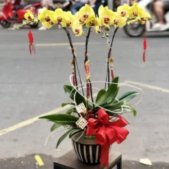 Lan Hồ Điệp Vàng 3 cành