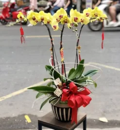 Lan Hồ Điệp Vàng 3 cành