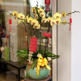 Chậu lan hồ điệp Vàng 5 cành