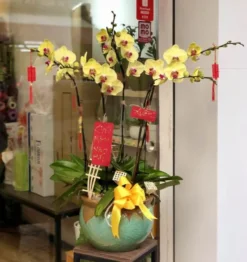 Chậu lan hồ điệp Vàng 5 cành
