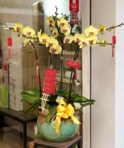 Chậu lan hồ điệp Vàng 5 cành