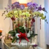 Chậu Lan Hồ Điệp Vàng Tím 8 Bông Chậu Lan Hồ Điệp Vàng Tím 8 Bông