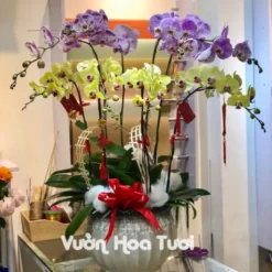 Chậu Lan Hồ Điệp Vàng Tím 8 Bông