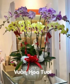 Chậu Lan Hồ Điệp Vàng Tím 8 Bông