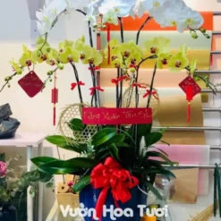 Chậu Lan Hồ Điệp Vàng Trắng 8 Cành