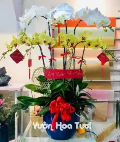 Chậu Lan Hồ Điệp Vàng Trắng 8 Cành