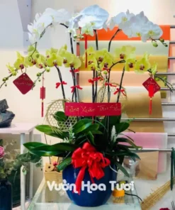 Chậu Lan Hồ Điệp Vàng Trắng 8 Cành