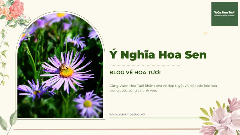 hình ảnh nền ý nghĩa hoa thạch thảo