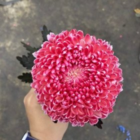 Gợi Ý Hoa Tặng Mẹ 8/3 đẹp và ý nghĩa Hoa cúc mẫu đơn màu đỏ