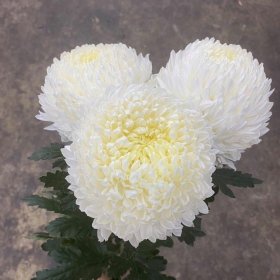 Gợi Ý Hoa Tặng Mẹ 8/3 đẹp và ý nghĩa Hoa cúc mẫu đơn màu trắng