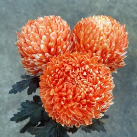 Gợi Ý Hoa Tặng Mẹ 8/3 đẹp và ý nghĩa Hoa cúc mẫu đơn màu cam