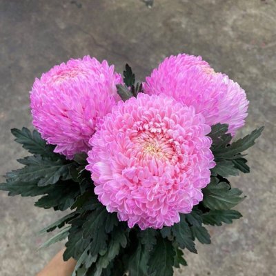 ý nghĩa về hoa cúc mẫu đơn màu hồng