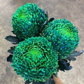 Gợi Ý Hoa Tặng Mẹ 8/3 đẹp và ý nghĩa Hoa cúc mẫu đơn màu xanh