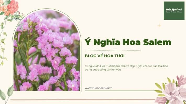 ý nghĩa hoa salem 2