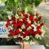 Lẵng hoa Hồng đỏ khai trương <br> Phối Cẩm Chướng Lẵng hoa chúc mừng tông đỏ