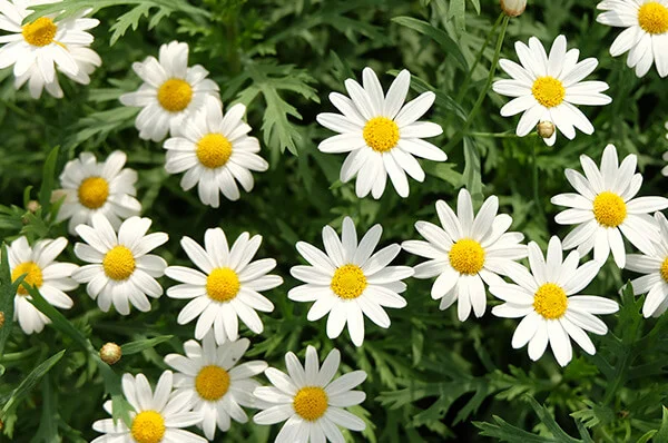 ý nghĩa hoa cúc Hoạ Mi