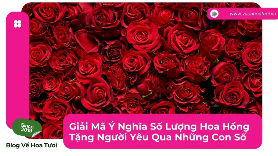 Giải Mã Ý Nghĩa Số Lượng Hoa Hồng Tặng Người Yêu Qua Những Con Số