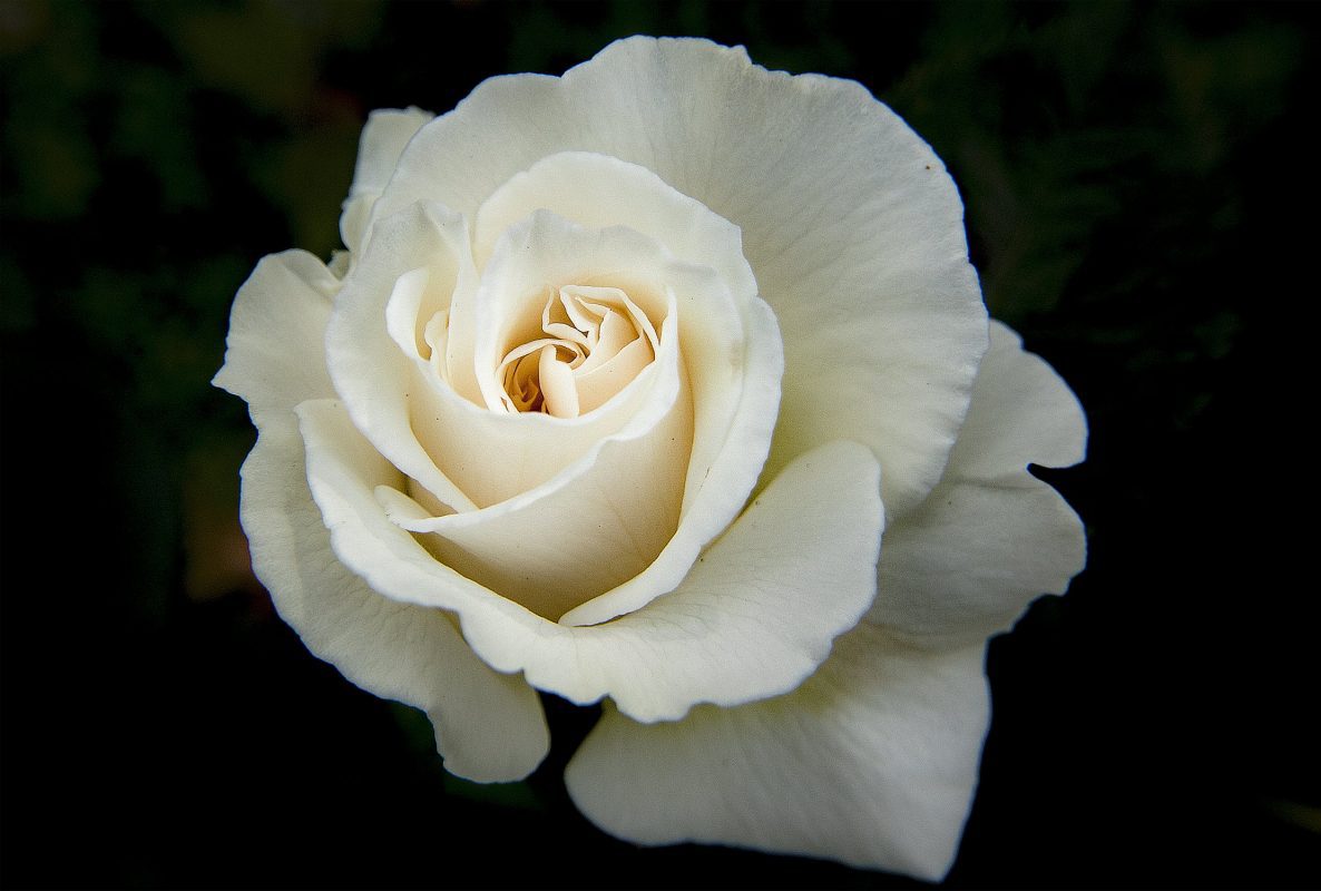 Hoa hồng trắng và ý nghĩa đặc biệt
