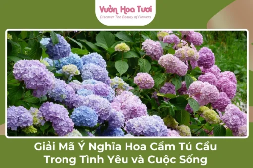 Giải Mã Ý Nghĩa Hoa Cẩm Tú Cầu Trong Tình Yêu và Cuộc Sống