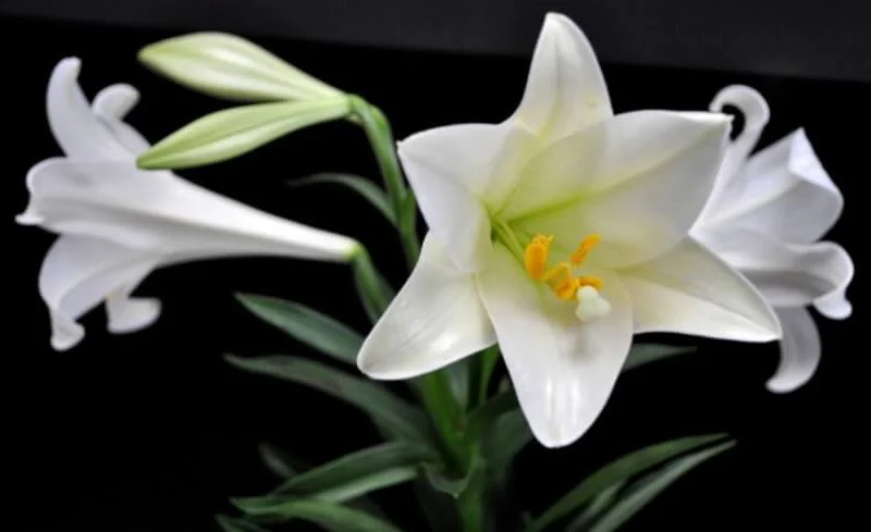 Mùi hương hoa huệ