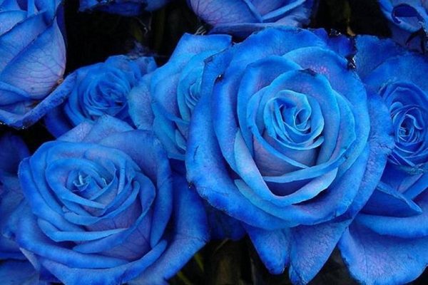 809666495 blue roses 29610654 779 519