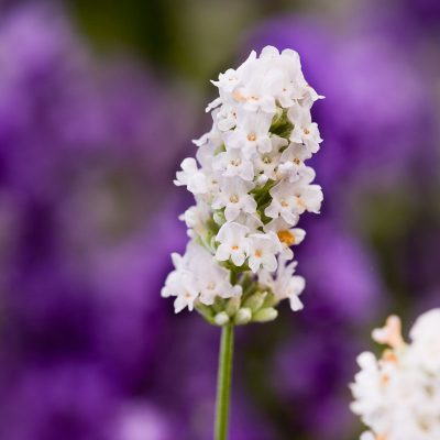 Hoa Lavender trang