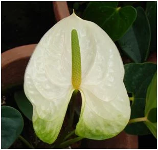 Ý nghĩa Hoa Hồng Môn Trắng