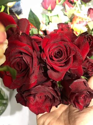Hoa hồng đỏ giống Ecuador