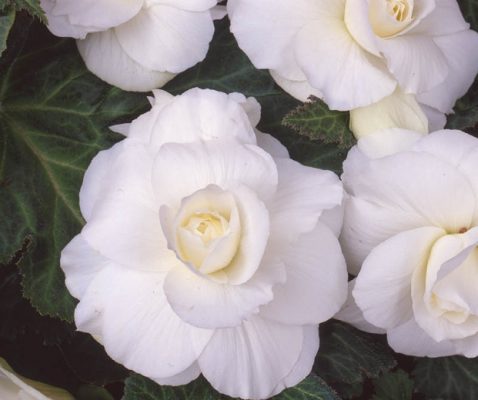 Begonia AmeriHybrid Roseform White Bloom 24036 Optimized