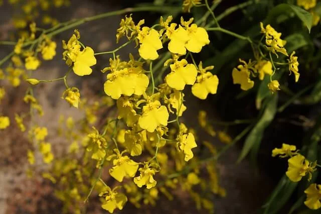 Ý Nghĩa Hoa Lan Vũ Nữ Chứa Đựng Vẻ Đẹp Tinh Tế Sang Trọng Ý Nghĩa Hoa Lan Vũ Nữ