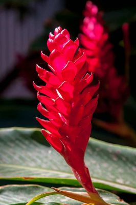 ý nghĩa hoa hạnh phúc