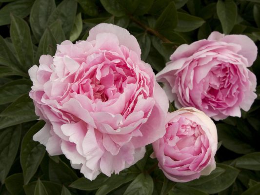 Hoa Mẫu Đơn Hồng