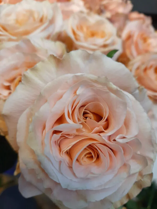 Shimmer Ecuador Rose