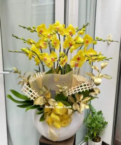 Lẵng hoa Lan Vàng 12 cành