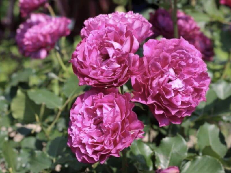 Hoa hồng tím Twilight Rose