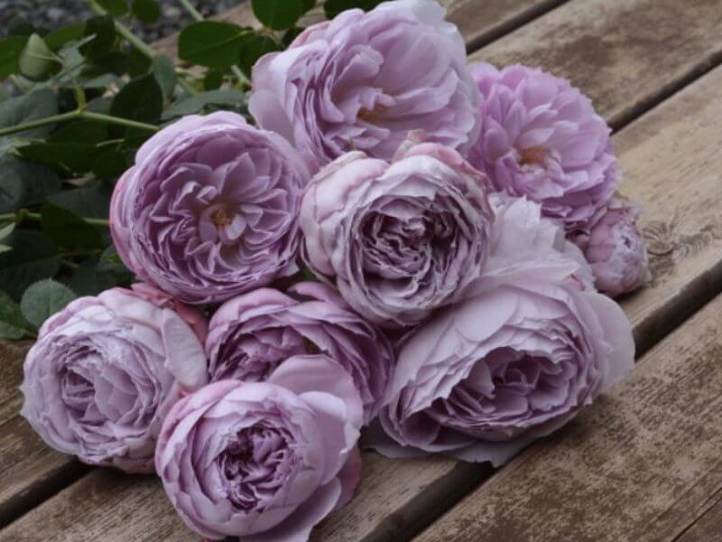 Hoa hồng ngoại Lapis Lazuli Rose