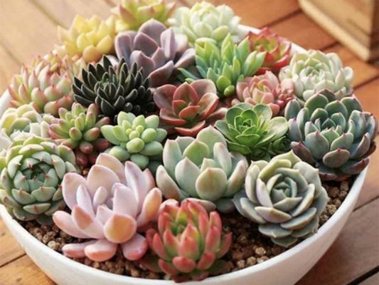 Ý Nghĩa Sen Đá: Tình Yêu, Phong Thủy & Bí Quyết Chăm Sóc Từ Chuyên Gia Đặc điểm sinh học của sen đá