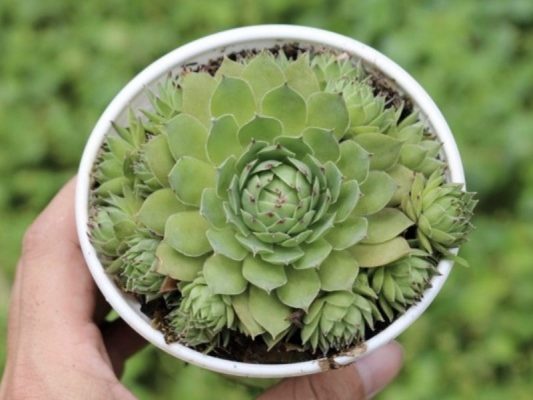 Ý Nghĩa Sen Đá: Tình Yêu, Phong Thủy & Bí Quyết Chăm Sóc Từ Chuyên Gia Sen đá Phật Bà Quan Âm- Ý nghĩa sen đá trong phong thuỷ