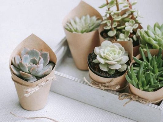 Ý Nghĩa Sen Đá: Tình Yêu, Phong Thủy & Bí Quyết Chăm Sóc Từ Chuyên Gia Chọn sen đá làm quà tặng sinh nhật