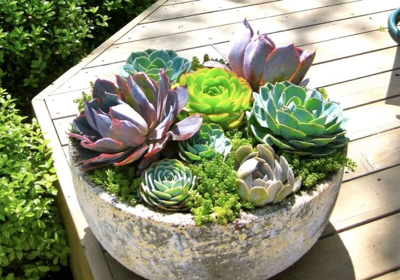 Ý nghĩa sen đá trong phong thuỷ, cuộc sống và tình yêu