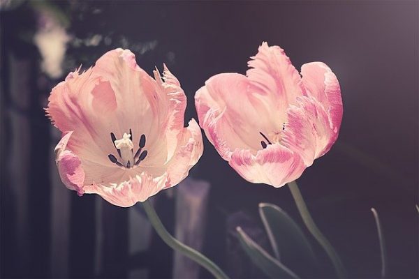 Hoa Tulip Đẹp
