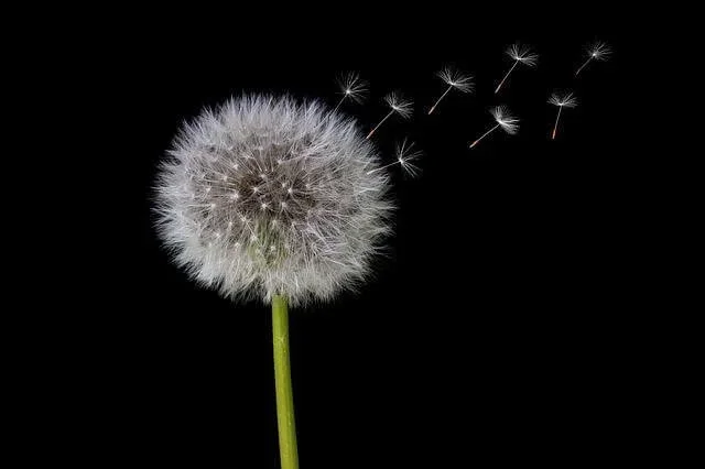 dandelion g467473a21 640 webp