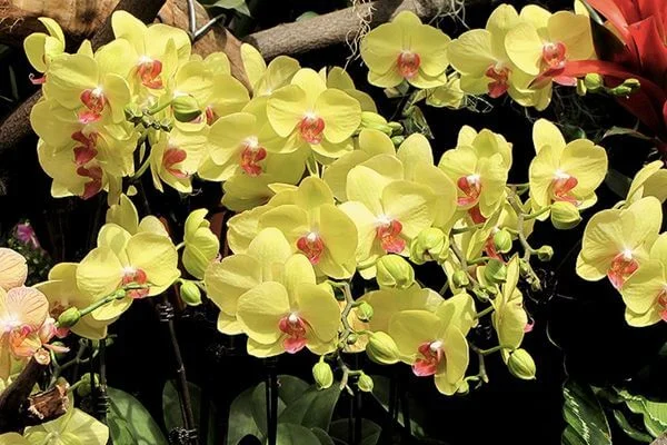 Ý nghĩa của hoa lan hồ điệp vàng