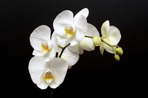 orchid g1a7280276 640