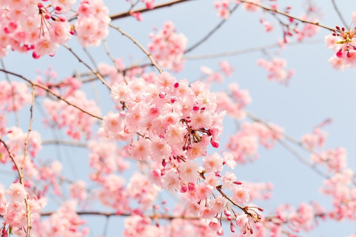 cherry blossom tree gb279f6547 1280